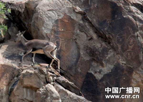 夏地采风之一:贺兰山岩画——静听祖先远古的呼唤