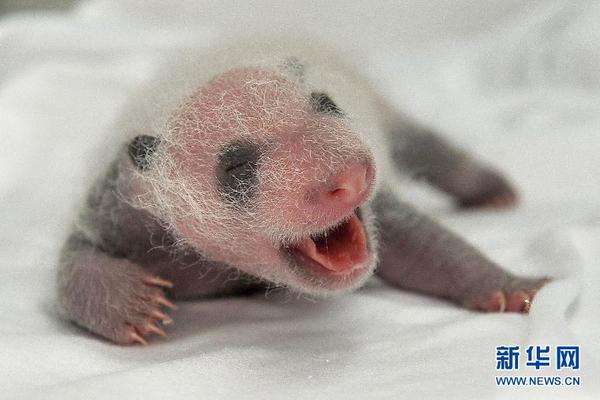 三胞胎大熊猫幼仔出生第十七天的照片(8月14日摄).