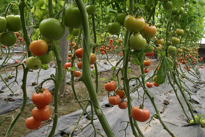 蔬菜基地大棚内种植的反季节西红柿成熟上市