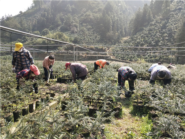 黄山徽州区香榧之乡:扶贫春耕两不误