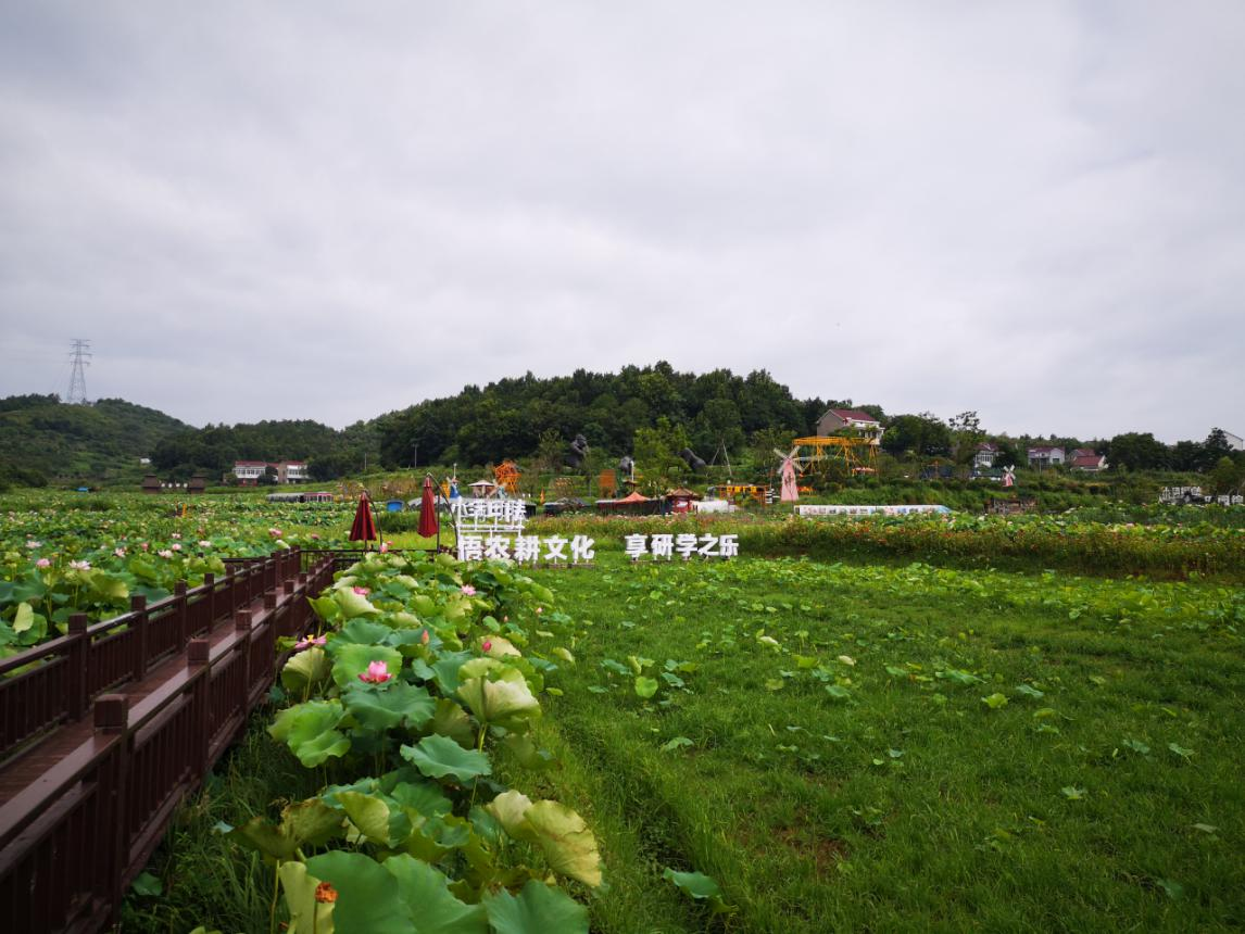 小满田塍景区坐落于庐江县省级优秀美丽乡村--阳家墩,紧邻庐南