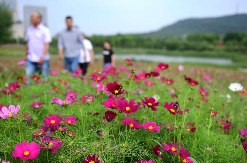 合肥蜀山区:四季花海迎来盛花期