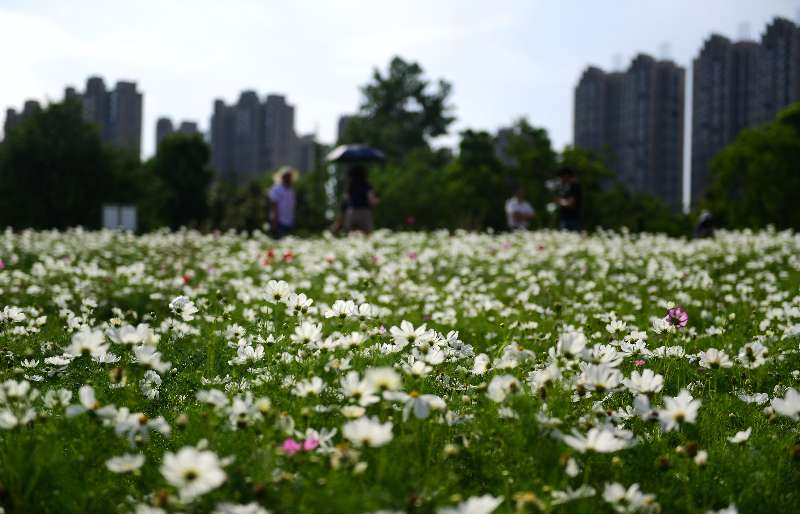 合肥蜀山区四季花海迎来盛花期