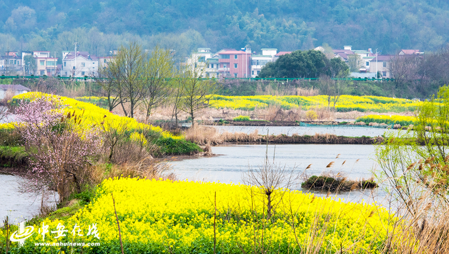 安徽芜湖:响水涧万亩油菜花海开门迎客