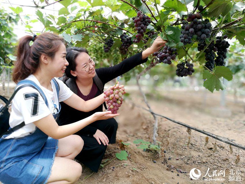 2017北京大兴"春华秋实"金秋旅游季在采育镇融青生态园启动,"葡萄为媒