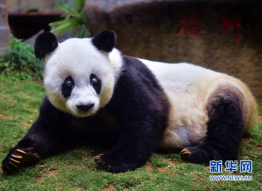 寿星大熊猫"巴斯:我37岁啦