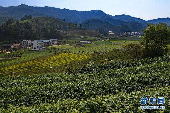 这是绿色茶园环抱下的武夷山市星村镇朝阳村(11月6日摄).