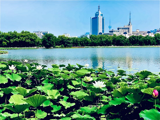 莲花池—摄影图片展