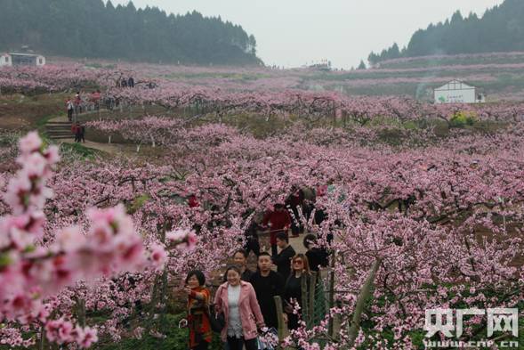 刘涛)3月16日,四川省南充市西充县第六届桃花节在西充县古楼镇开幕