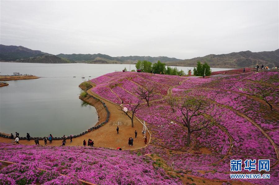 河北迁西:花海醉游人