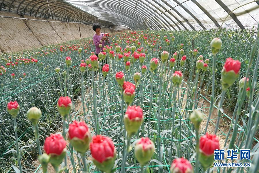 康乃馨,百合,玫瑰等花卉规模化种植,促进农民增收