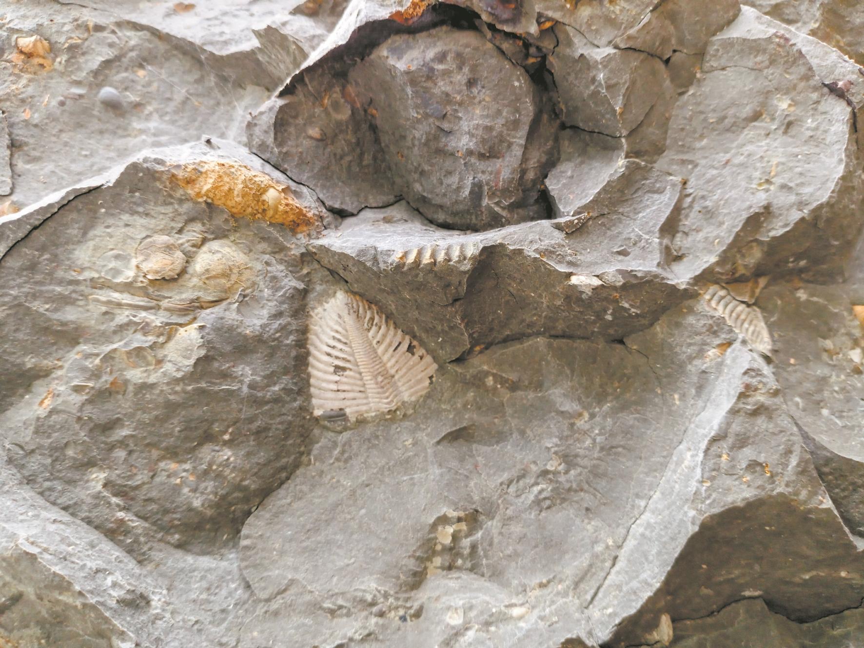 宣恩发现5.6亿年前三叶虫化石