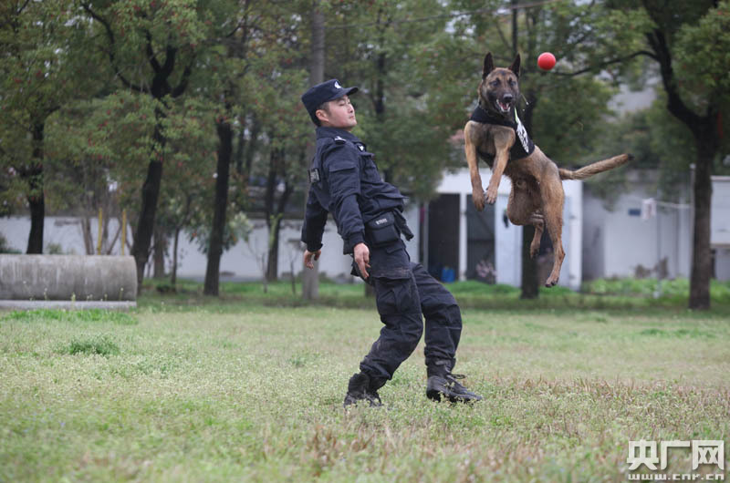 十二张图揭秘武汉铁警是如何训练警犬的