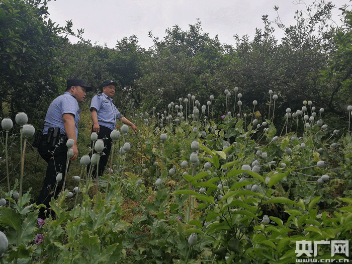 湖北十堰:警方加大禁毒铲毒力度 一天铲除罂粟535株