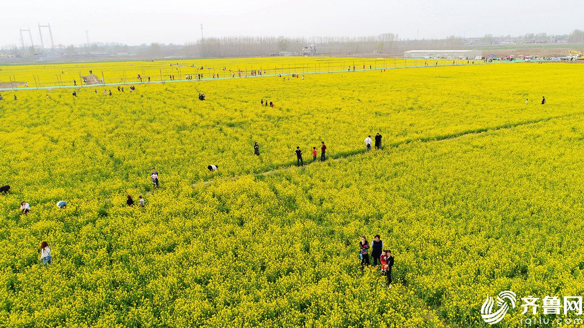 济南村民开放500亩油菜花田,邀市民免费踩踏赏花