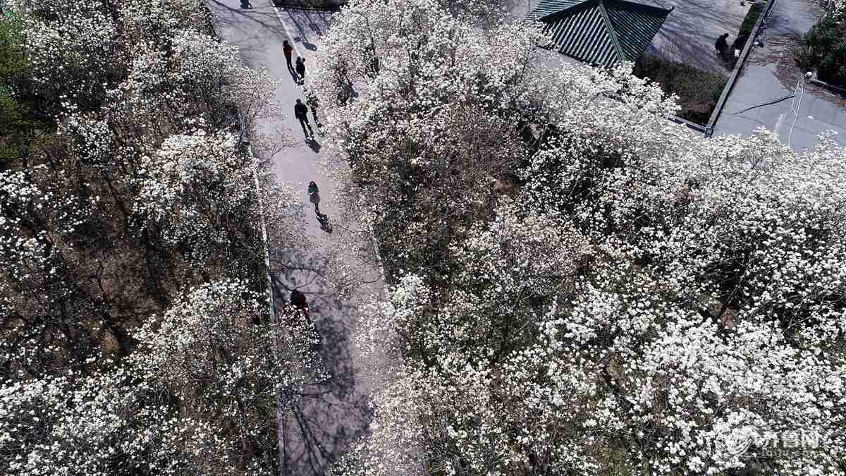 济南百花公园600株玉兰盛开 俯瞰如皑皑白雪