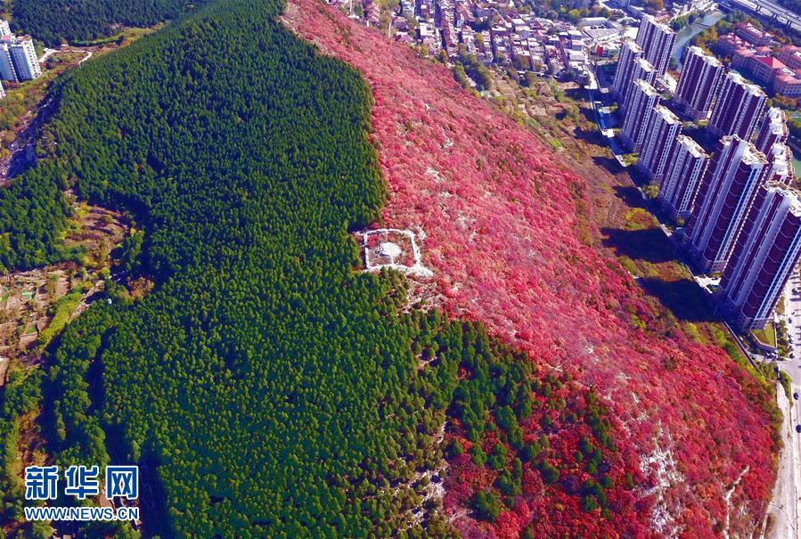 济南：半山红叶半山绿