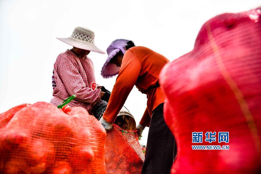 山东嘉祥：圆葱收获忙