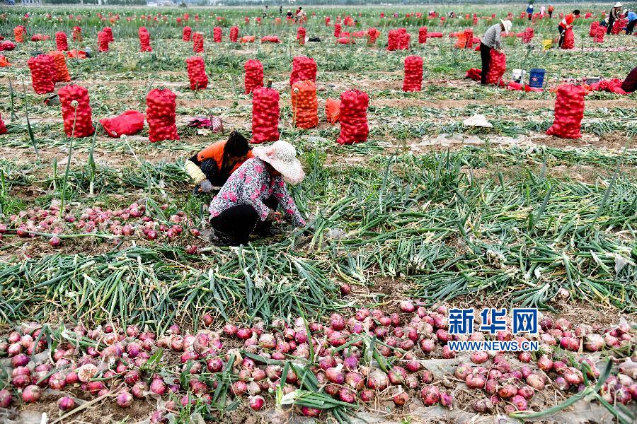 山东嘉祥：圆葱收获忙