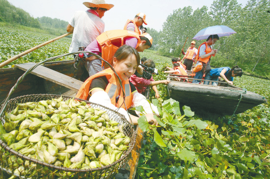 溱湖水乡采菱节拉开帷幕