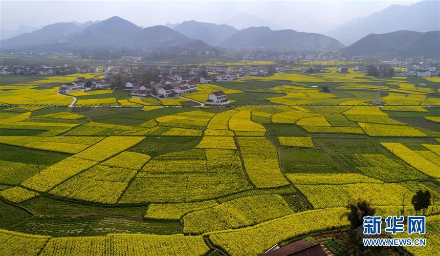 3月21日拍摄的汉中市南郑县新集镇油菜花海(无人机拍摄.