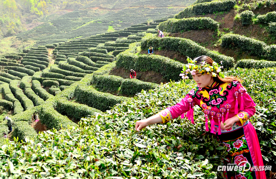 身着美丽羌服的采茶女们正在宁强县青年茶园采摘"明前茶".