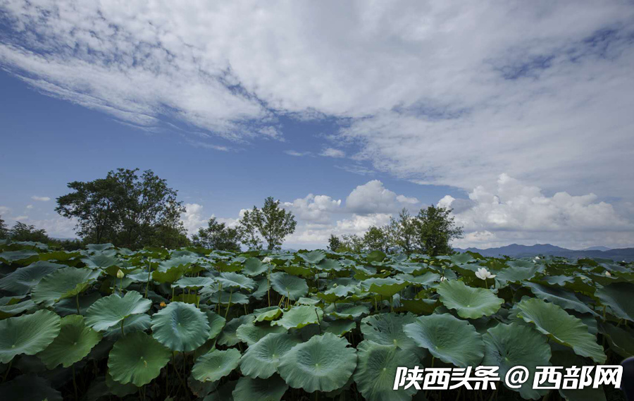 坐看云天收夏色 带您赏遍陕西各地秋色