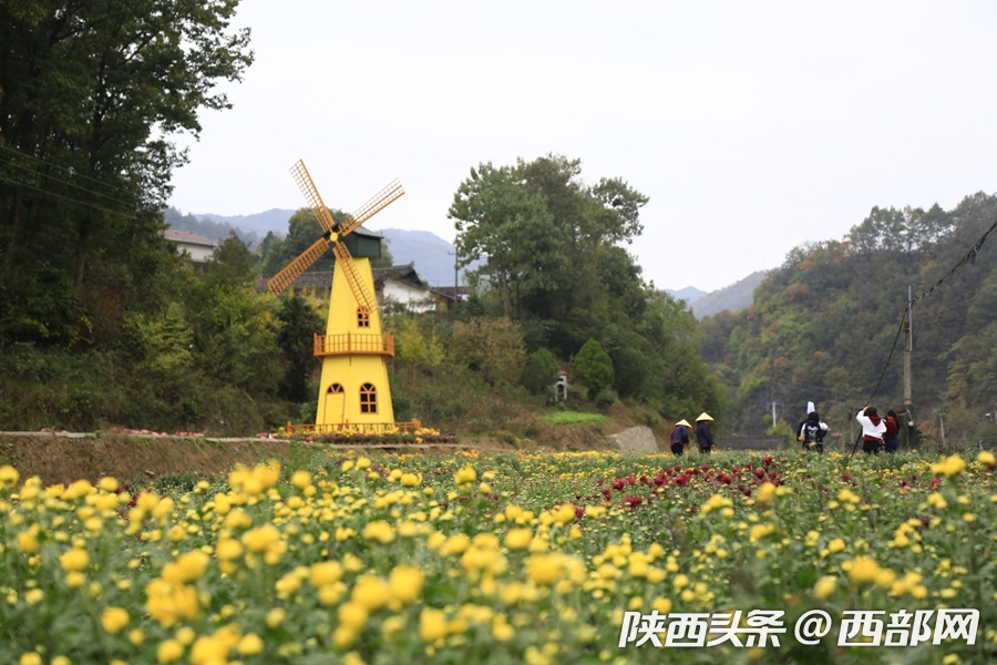 饶峰驿站百亩菊花盛开,吸引游客来观赏.