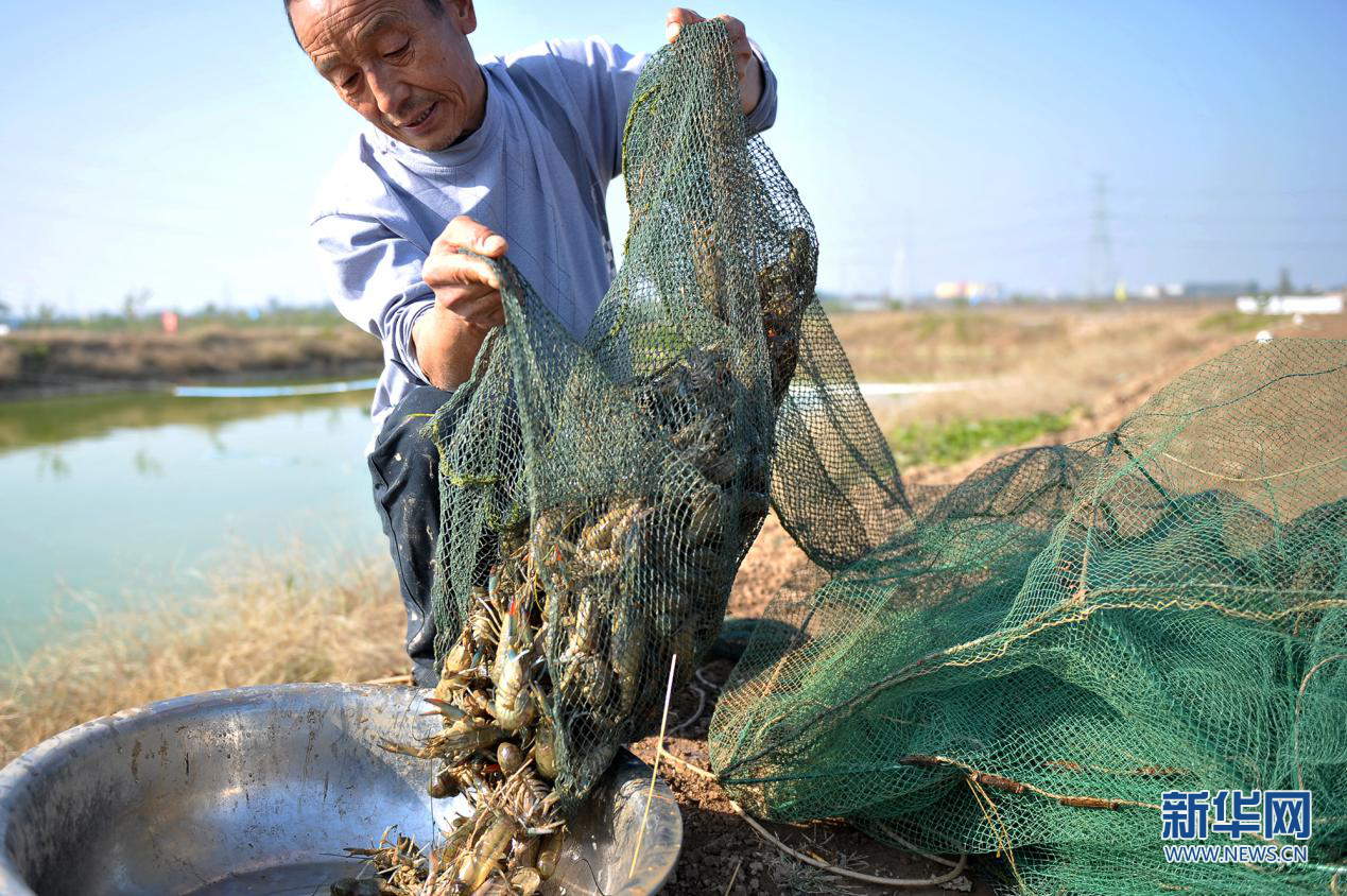 致富经虾_致富经虾_致富虾真的