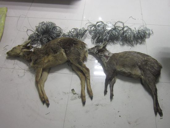 珍贵濒危野生动物被非法猎捕杀害三名男子被捕
