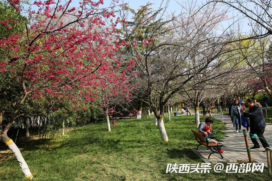 青龙寺已成为西安最著名的樱花观赏地.