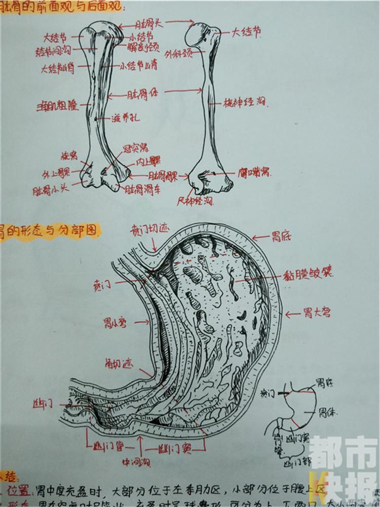 西安大二女生手绘解剖图笔记走红