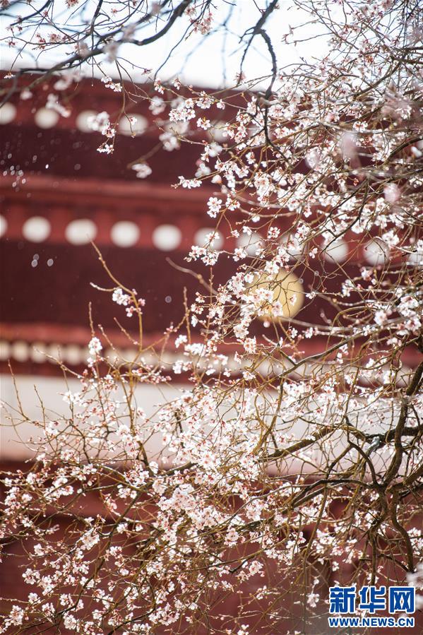 西藏:山寺桃花开