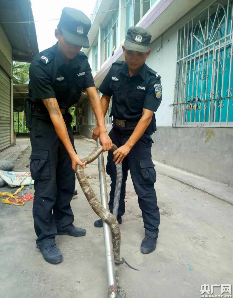 捕捉眼镜王蛇可不能有半点马虎,民警先用捕蛇钳对其进行试探,打算引蛇