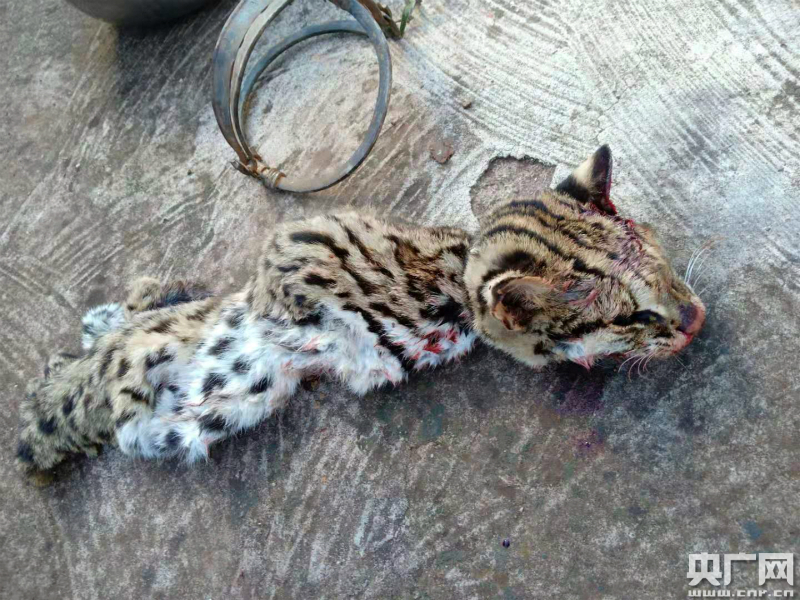 云南一男子非法捕杀豹猫被立案处理